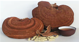 Công nghệ sản xuất nấm linh chi